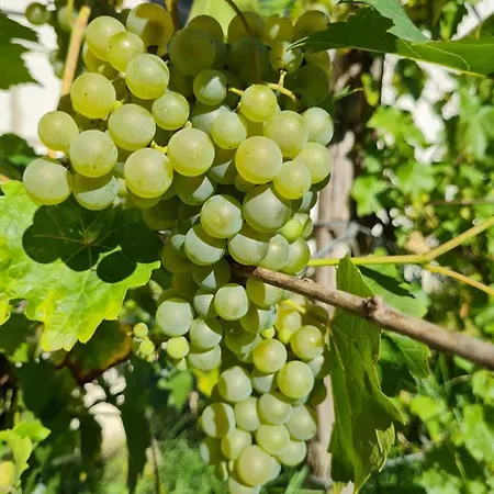 Wrzosowe Siedlisko Фермерский дом *