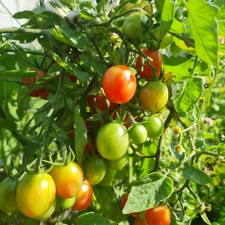 Wrzosowe Siedlisko * Czosnow