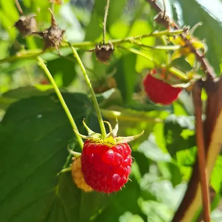 Фермерский дом Wrzosowe Siedlisko