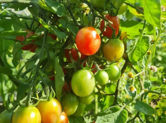 Wrzosowe Siedlisko * Czosnów