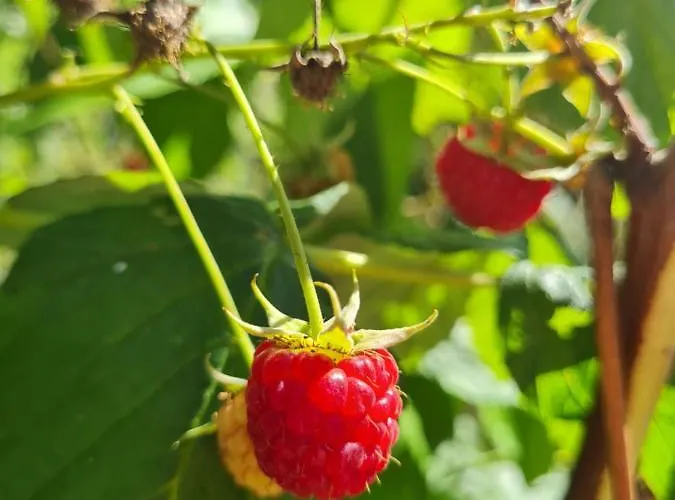 Alojamento de Turismo Rural Wrzosowe Siedlisko